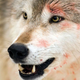 A wolf